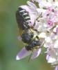 Megachile sp.